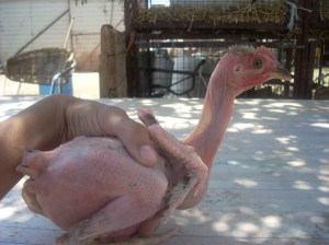 Teh_featherless_chicken_by_Gabtraf